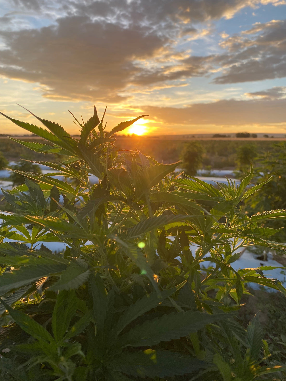 From Soil to Soul: Why Our Family Farm Makes a Difference in Your CBD